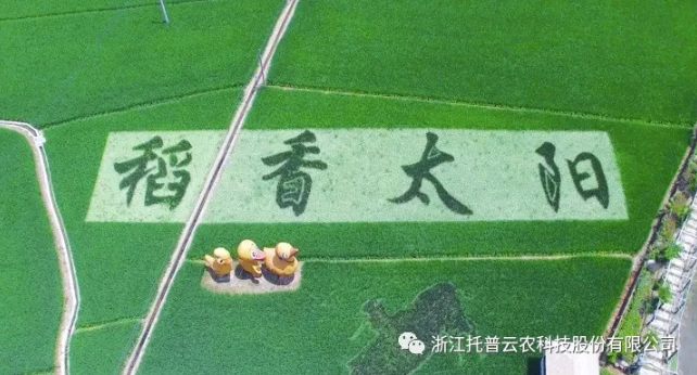 浙江臨安：竹林變稻田，農(nóng)戶喜開(kāi)顏